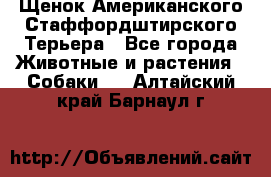 Щенок Американского Стаффордштирского Терьера - Все города Животные и растения » Собаки   . Алтайский край,Барнаул г.